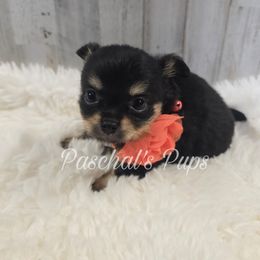 Cashew - Black and tan female Chihuahua puppy in Bowdon, Georgia from Paschal's Pups