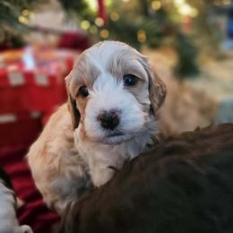 Tigger - Blenheim male Cavapoo puppy in Newdale, Idaho from Canyon Creek Puppies