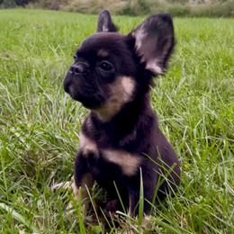 Niño - Black and tan male French Bulldog puppy in Des Moines, Iowa from Frenchie Dreams Come True