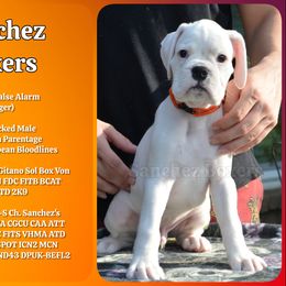 Orange Collar - White male Boxer puppy in Spring, Texas from Sanchez Boxers