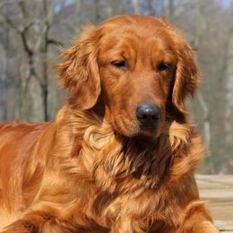 Bernese Mountain Dogs and Golden Retrievers from Langlois Goldens & Berners