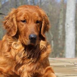 Bernese Mountain Dogs and Golden Retrievers from Langlois Goldens & Berners