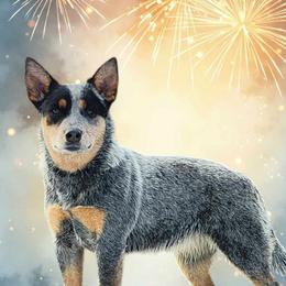 Dusk - Australian Cattle Dog