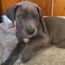PINK - Blue female Great Dane puppy in Street, Maryland from Grant’s Gorgeous Greats