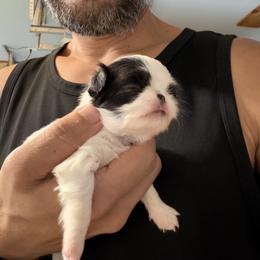 Girl 1 - Black and white female Japanese Chin puppy in Durant, Oklahoma from Chin of Touché