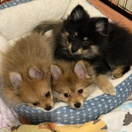 Pomeranian puppies from House of Symphony