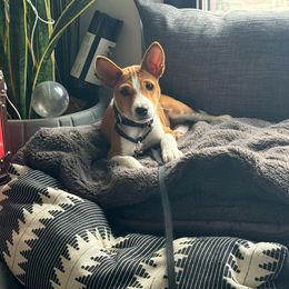 Basenji Puppies from Freecloud Basenji