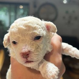 "Chino  (cream male)" Poodle Puppies from Willow Lake Mini Pups