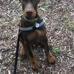 Doberman Pinscher Puppies from Jensen Dobermans