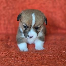 Agustín - Sable and white male American Corgi puppy in Tallahassee, Florida from Koko's Korgis