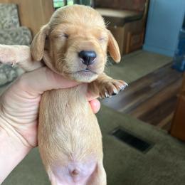 Eastwood - Red male Dachshund puppy in Brave, Pennsylvania from Maple Moon Mini Dachshunds