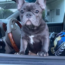 French Bulldog All Grown Up from Queens of The South Frenchies