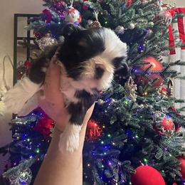 Girl 1 - Brindle and white female Shih Tzu puppy in Live Oak, California from Irma's Shih Tzus