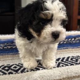 Girl 1 - Black and white female Havanese puppy in North Richland Hills, Texas from A Royal Havanese Court
