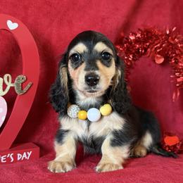 Isabelle - Black and cream female Dachshund puppy in Lincoln, Arkansas from Red Dirt Dachshunds