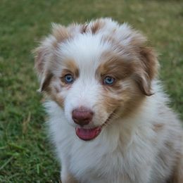 Australian Shepherd Puppies from Dream E River Ranch