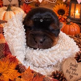 Marigold - Black and tan female Yorkshire Terrier puppy in Cameron, Oklahoma from Jane’s Yorkies