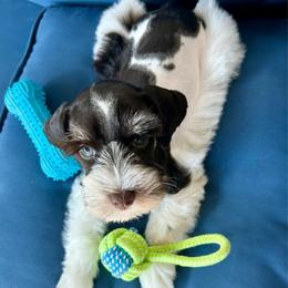 Lincoln - Parti male Miniature Schnauzer puppy in Canyon Lake, Texas from Chambers Schnauzers