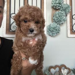 Sir Bandit-yellow collar - Red male Maltipoo puppy in Southern,, California from Maltipoo Tiny Pups & More