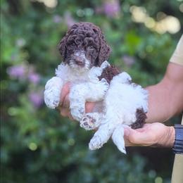 Green Collar boy (Lasso) - Parti male Labradoodle puppy in Granite Falls, North Carolina from Carolina Goldendoodles