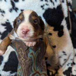 Miniature American Shepherd Puppies from Magnolia Tree Miniature American Shepherds
