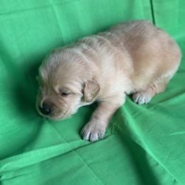 Golden Retriever Puppies from Chevaline Goldens