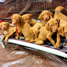 Vizsla Puppies from Bender Vizslas