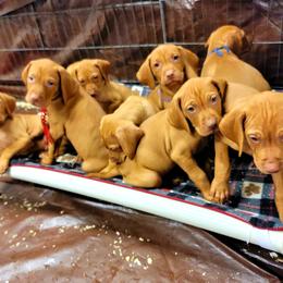 Vizsla Puppies from Bender Vizslas