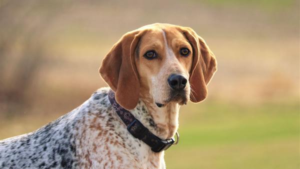 Find American English Coonhound puppies for sale near Chattanooga, TN