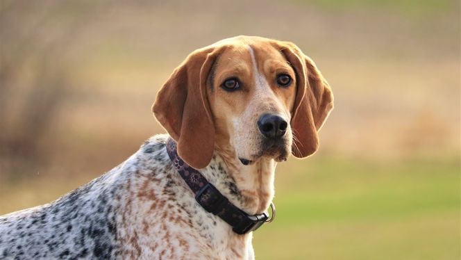 American English Coonhound