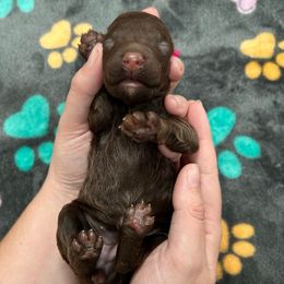 Clove Garland - Brown female Poodle puppy in Corona, California from Garden Of Poodles