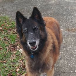 Belgian Tervuren from Bijou Luisant Belgian Tervuren