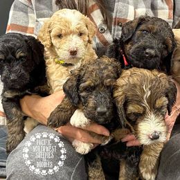 Bernedoodle Puppies from PNW Sheepies and Doodles