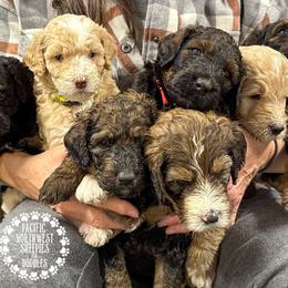 Bernedoodle Puppies from PNW Sheepies and Doodles