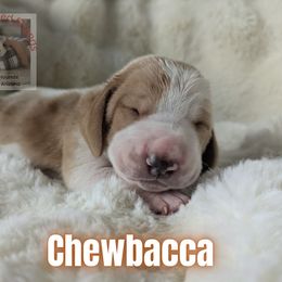 Chewbacca - Lemon and white male Basset Hound puppy in Scottsdale, Arizona from Floppy Eared Friends Bassett Hounds