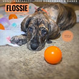Flossie - Brindle female Great Dane puppy in Columbus, Ohio from Von Schaaf Haus DuPree