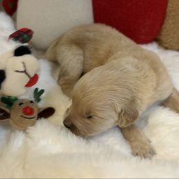 Bentley - Light golden male Golden Retriever puppy in Seville, Ohio from Retriever Ranch