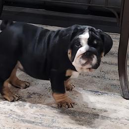 Light blue collar Girl - Black tri-color female Bulldog puppy in Lakeland, Florida from Fur Love And Puppies