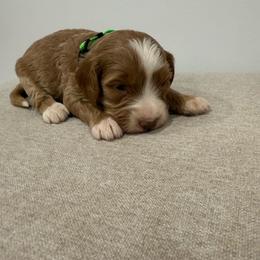 Green collar boy - Red  male Goldendoodle puppy in Ridgewood, New Jersey from Jessie’s Doodles