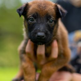 Ruby - Fawn female Belgian Malinois puppy in Lincoln, Nebraska from Nebraska K9