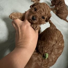 Cavapoo and Goldendoodle Puppies from Nana Oodles
