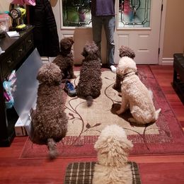 Lagotti Romagnoli from Bella Fiore Lagottos