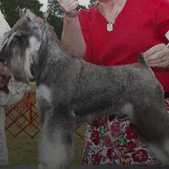 Miniature Schnauzers from Hafen Miniature Schnauzers