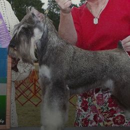 Miniature Schnauzers from Hafen Miniature Schnauzers