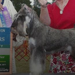 Miniature Schnauzers from Hafen Miniature Schnauzers