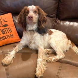 Dexter - English Springer Spaniel