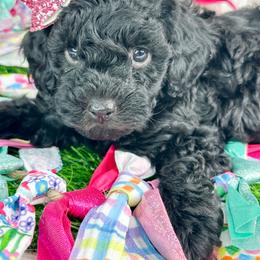 Opal - Black female Poodle puppy in from Pink Poodles and Doodles
