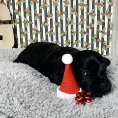 Havana Silk Dog Puppies from Joyful Heart Silks