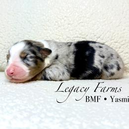 BMF Yasmine - Blue merle female Australian Shepherd puppy in Shelby, Alabama from Legacy Farms