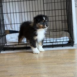 Australian Shepherd Puppies from SolarStorm Australian Shepherds